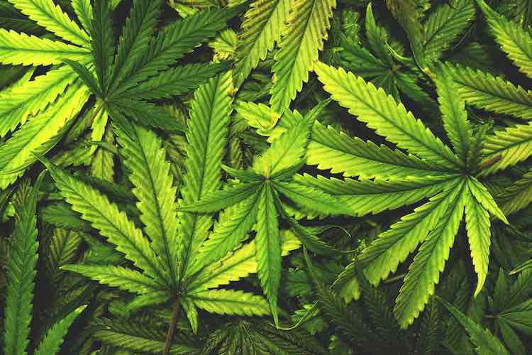 Cannabis Edibles and Spiritual Practice: Gateway or Distraction?