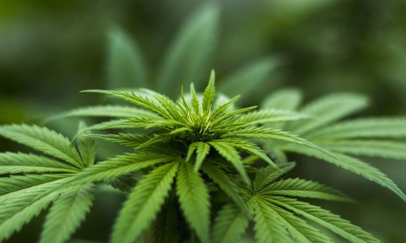 THC and REM Sleep: What Cannabis Does to Your Dream World