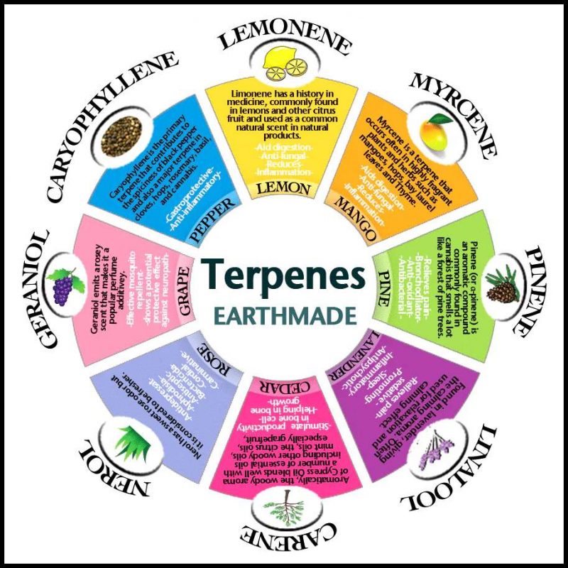 Terpenes and the Mind: How Myrcene, Limonene, and Pinene Shape Your High